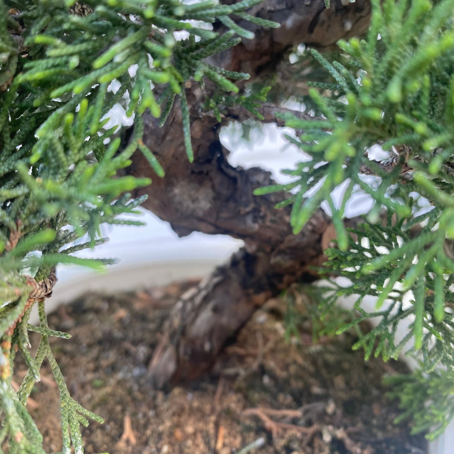 Bonsaï Jeneverbes (Juniperus Chinensis) 18jaar - 23 cm