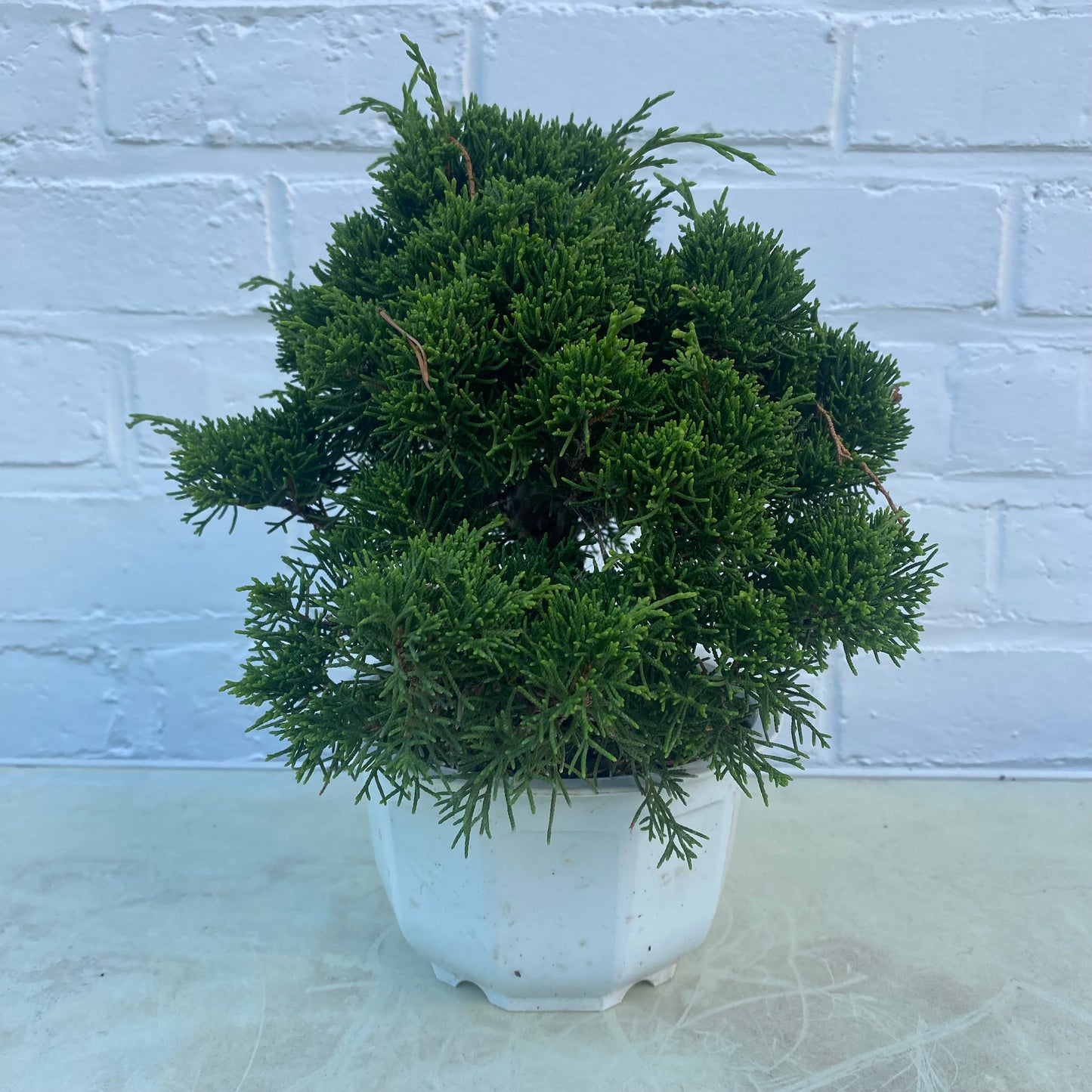 Bonsaï Jeneverbes (Juniperus Chinensis) 18jaar- 20 cm