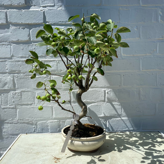 Bonsaï Pommier (Malus) - 36cm