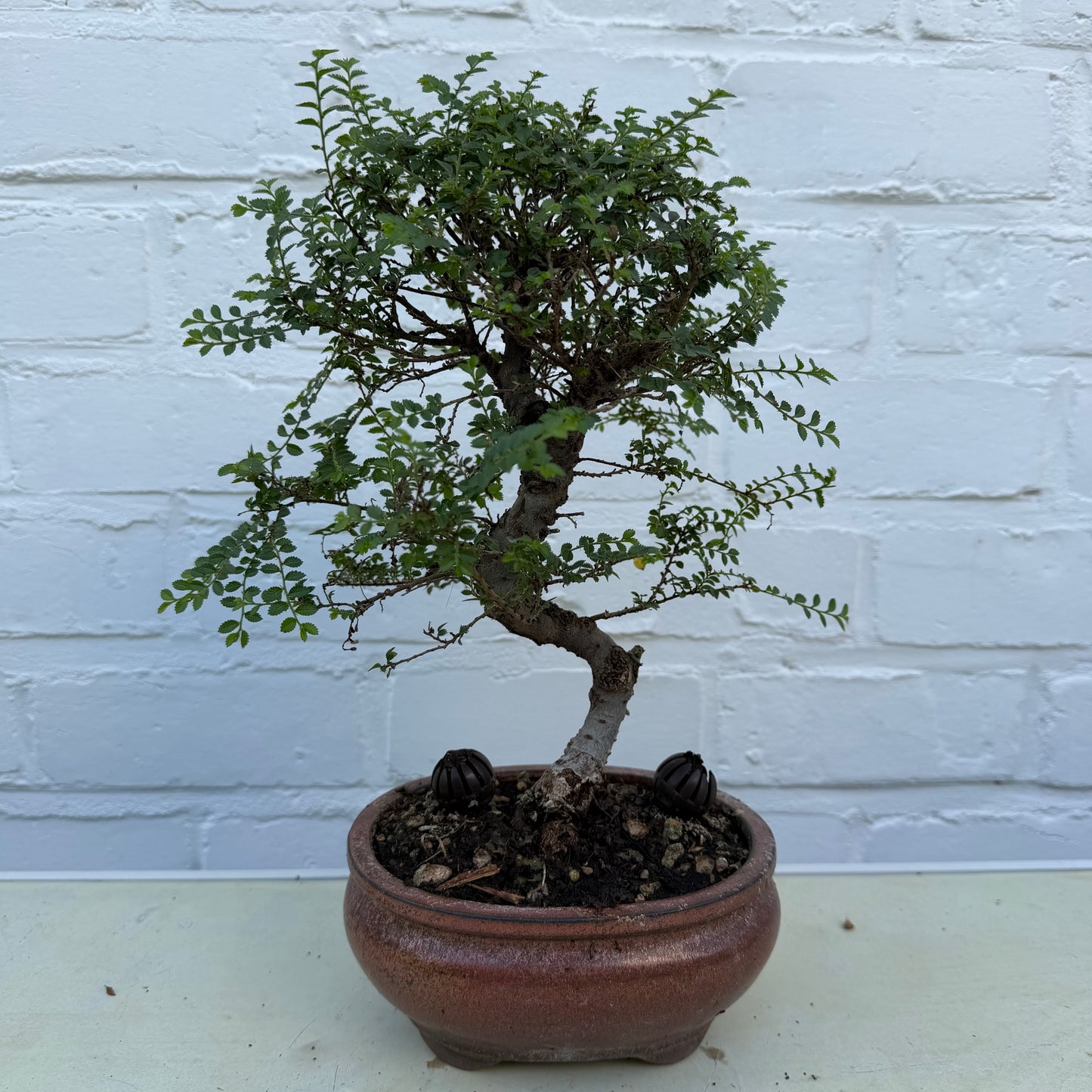 Bonsaï Ulmus Parviflora Seiju (Orme du Japon) - 9 ans - cm