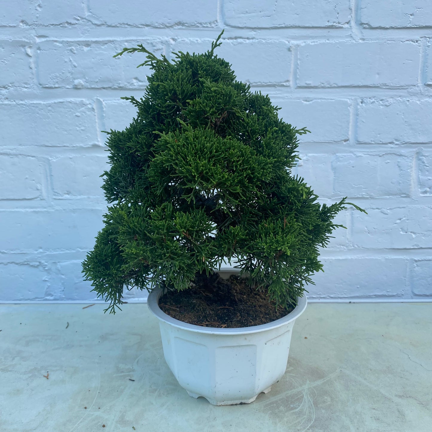 Bonsaï Jeneverbes (Juniperus Chinensis) 18jaar - 23 cm