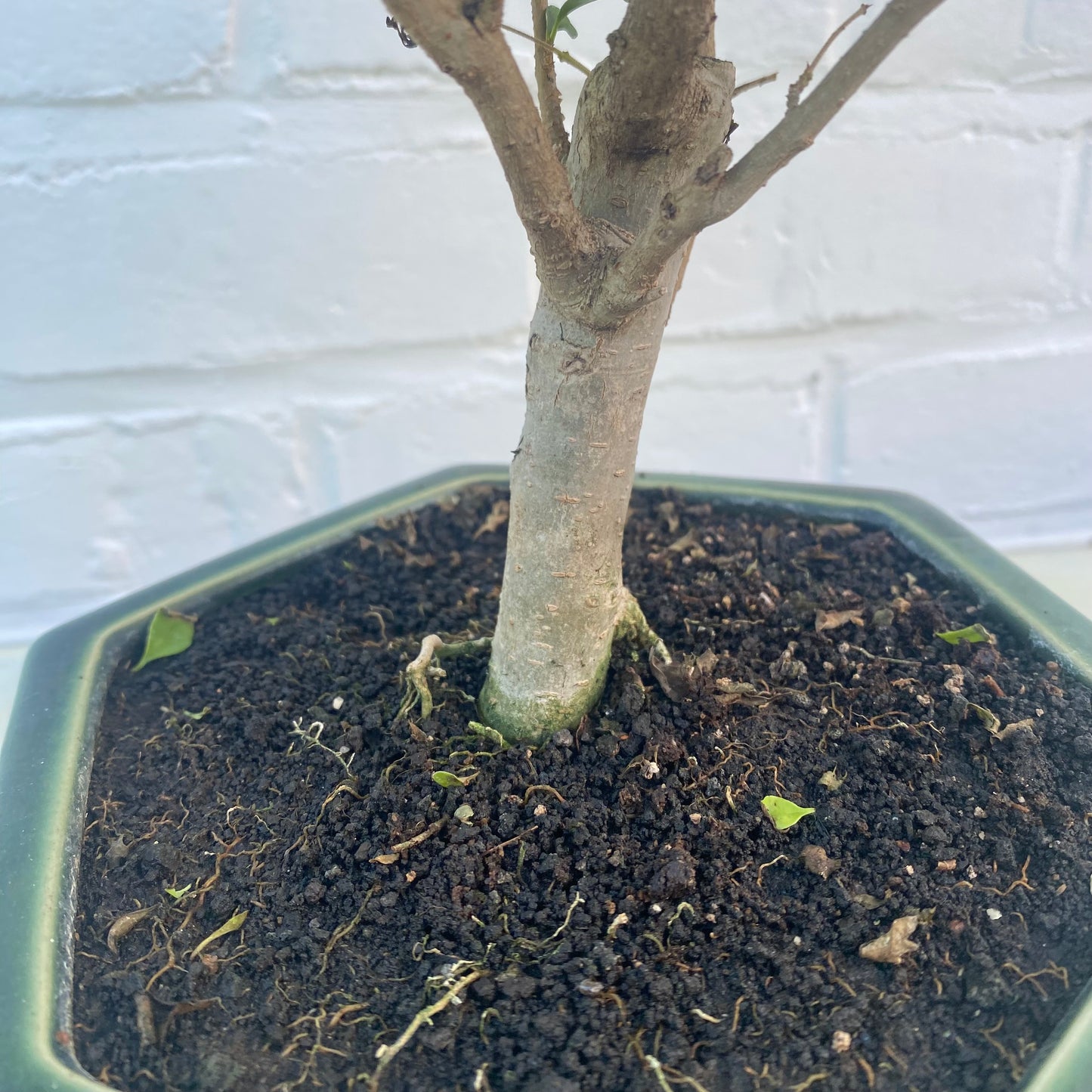 Bonsaï Troène de Chine (Ligustrum aurea) 9 ans - 33cm