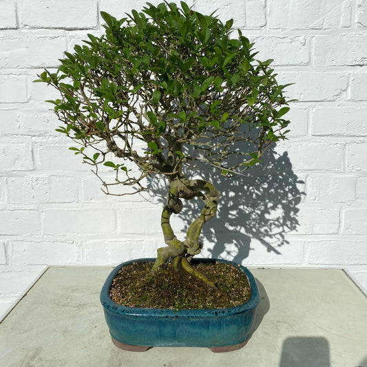 Bonsaï Troène de Chine (Ligustrum aurea) - 45 cm