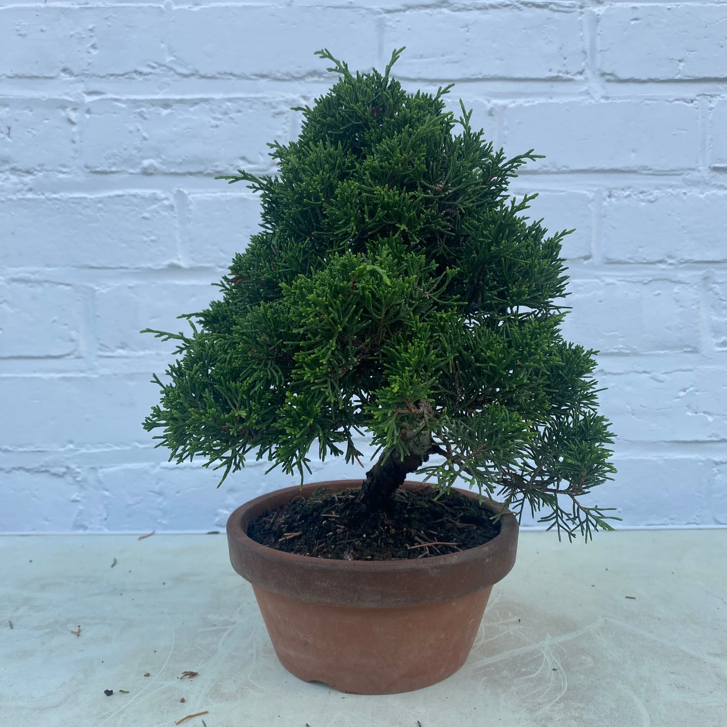 Bonsaï Jeneverbes (Juniperus Chinensis) - 20 cm
