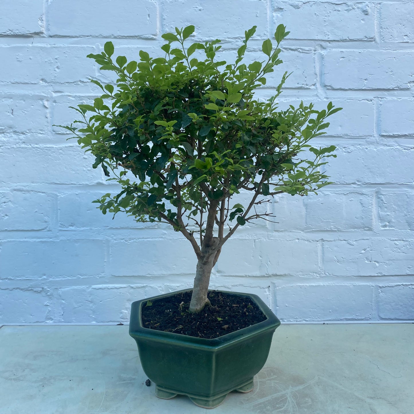 Bonsaï Troène de Chine (Ligustrum aurea) 9 ans - 33cm