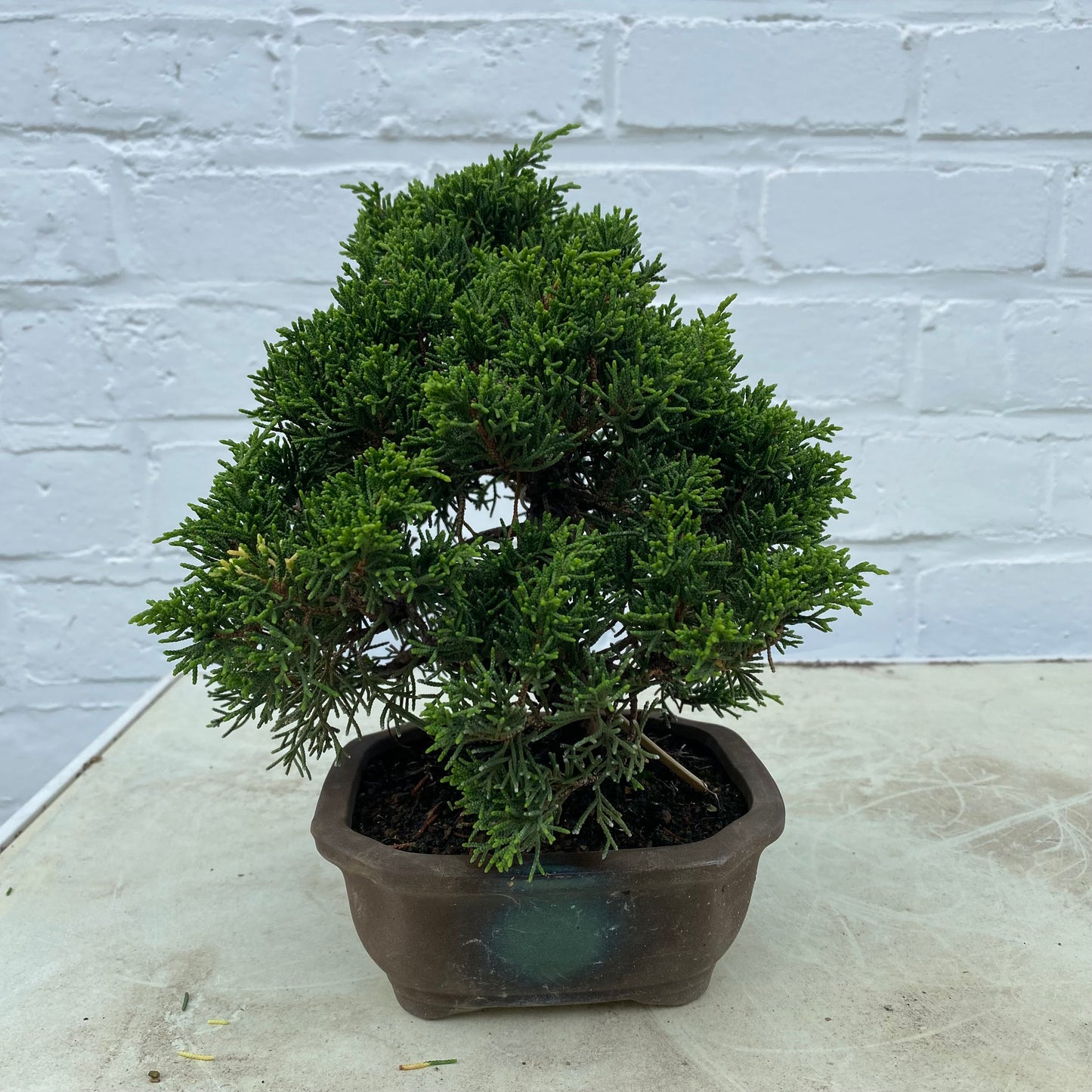 Bonsaï Jeneverbes (Juniperus Chinensis) - 20 cm