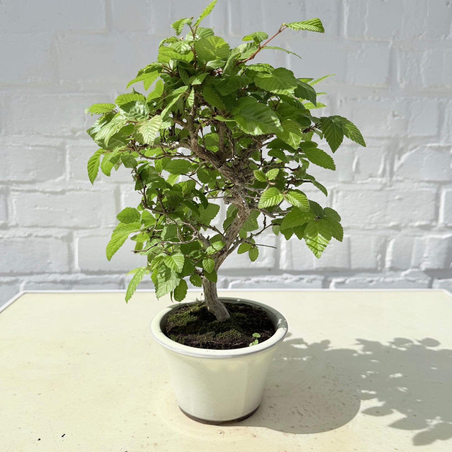 Bonsaï Charme Coréen – 24 cm