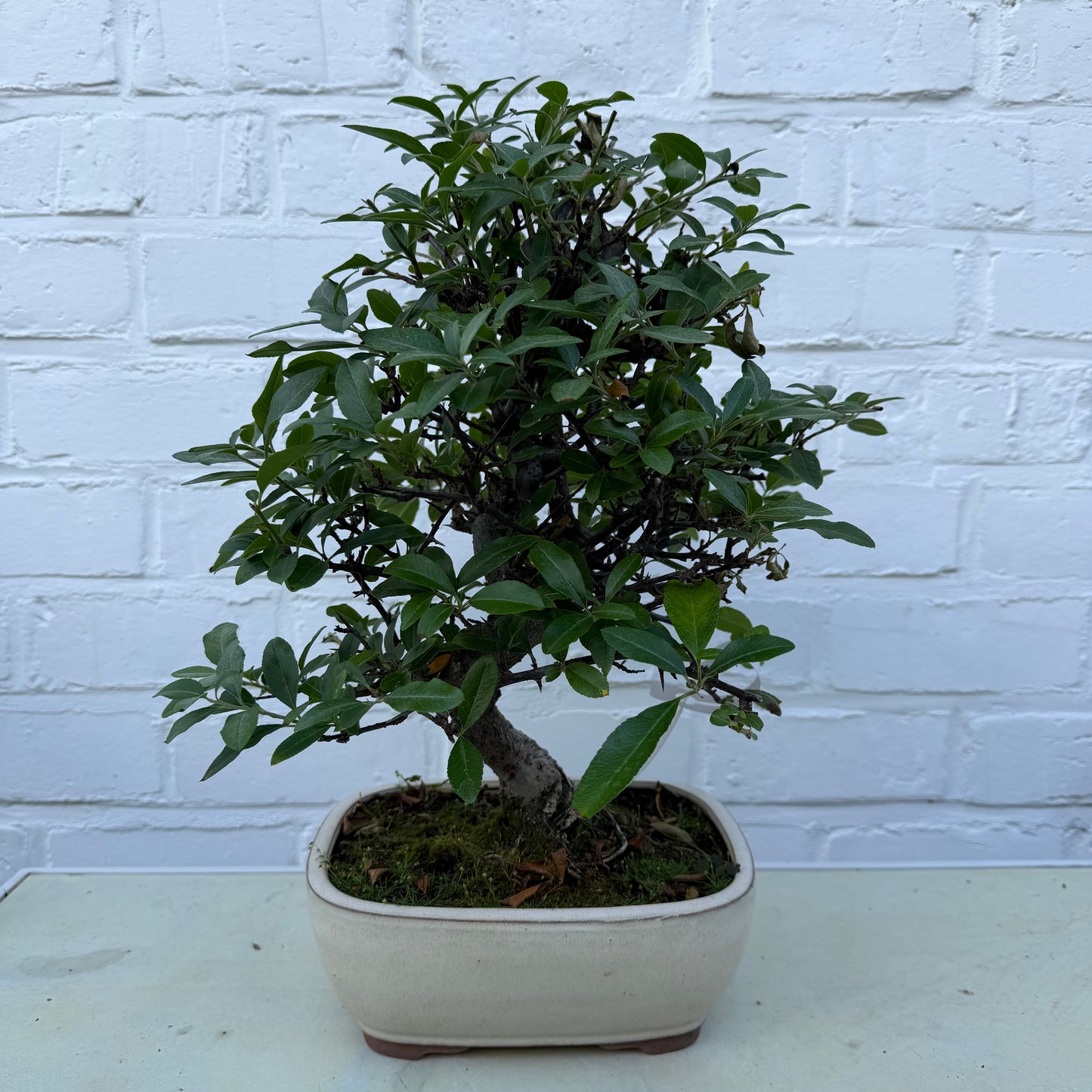 Bonsaï Pyracantha 12 ans - 35 cm