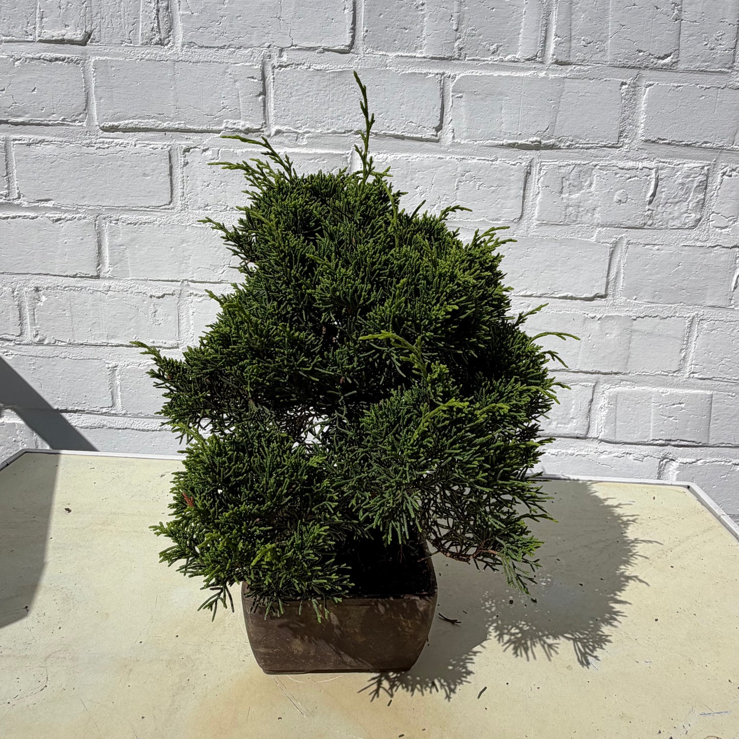 Bonsai_Juniperus_Chinensis_-_24_cm-17y