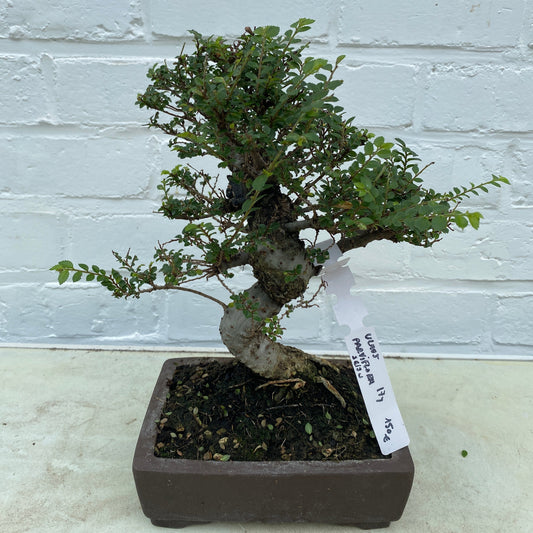 Orme Parviflora Seiju (Ulmus parviflora Seiju) - 17 ans