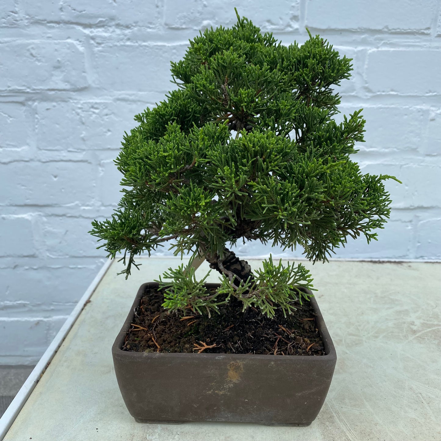 Bonsaï Genévrier (Juniperus Itoigawa) 17 ans - 21 cm