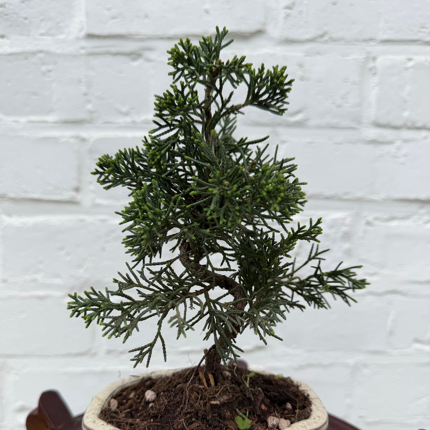 Bonsaï Genévrier (Juniperus Chinensis Kyushu) - 18 cm