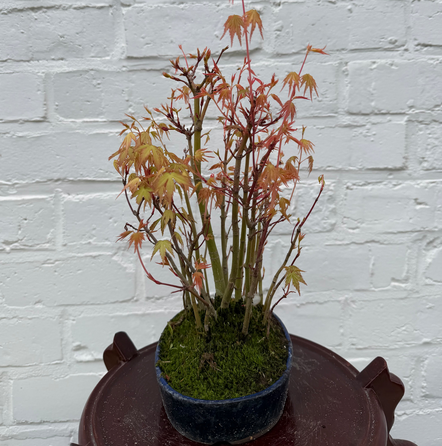 Bonsaï Erable Palmé (Acer palmatum Yamamomiji) - 24 cm