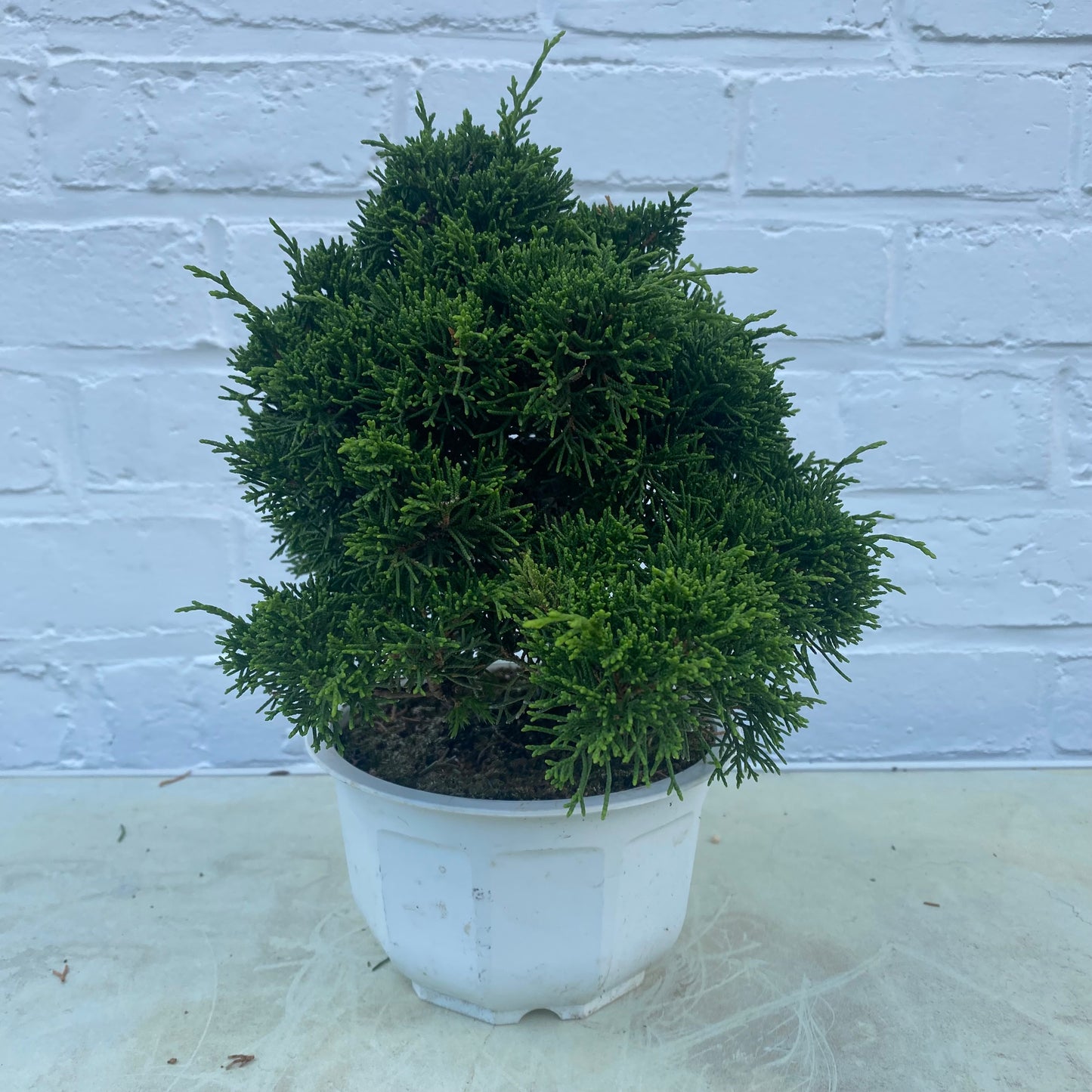 Bonsaï Jeneverbes (Juniperus Chinensis) - 18jaar - 20 cm