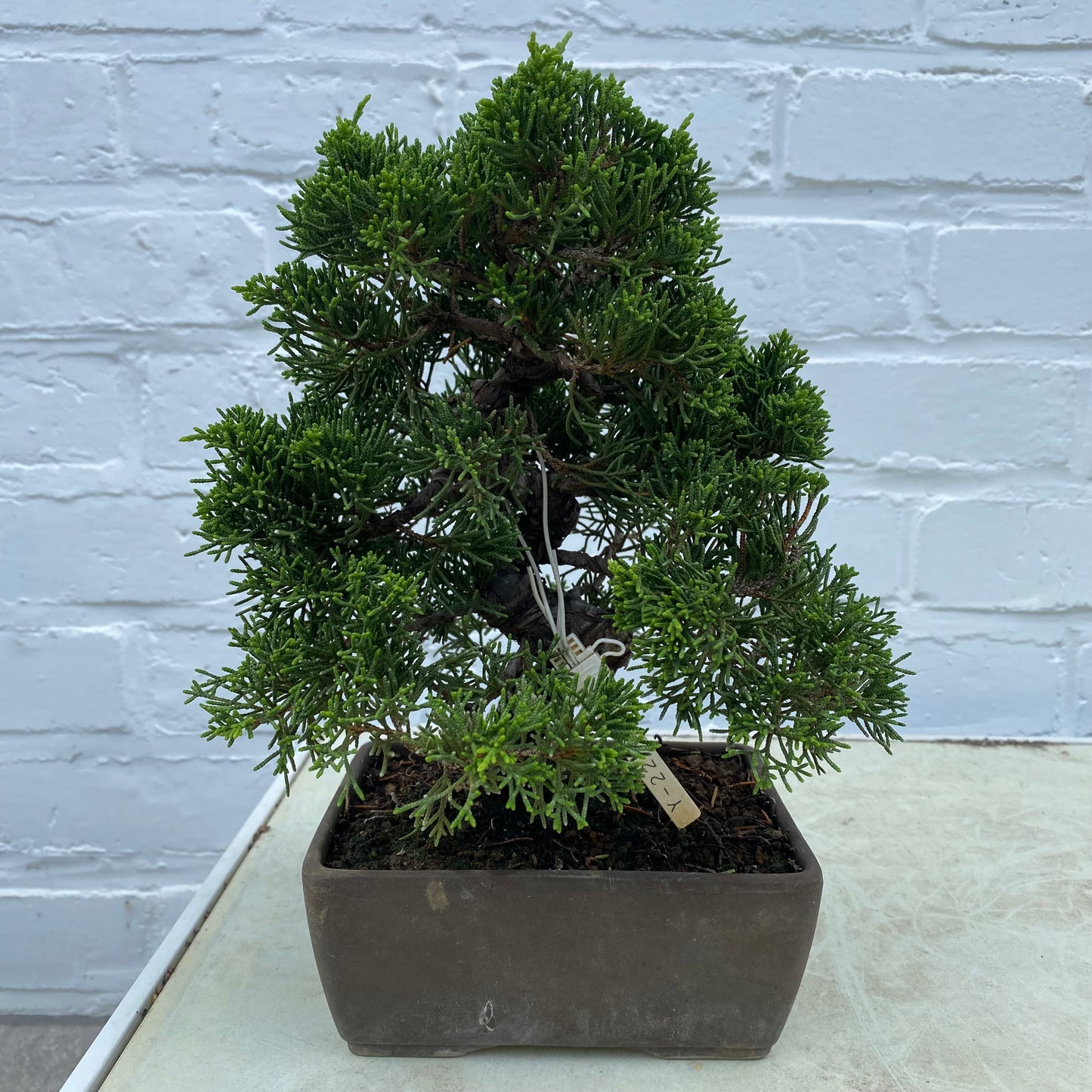 Bonsaï Genévrier (Juniperus Itoigawa) 17 ans - 21 cm