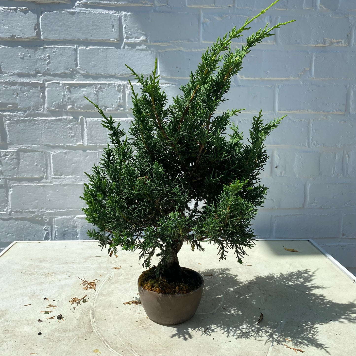 Bonsaï Shohin Jeneverbes (Juniperus Chinensis) - 20 cm