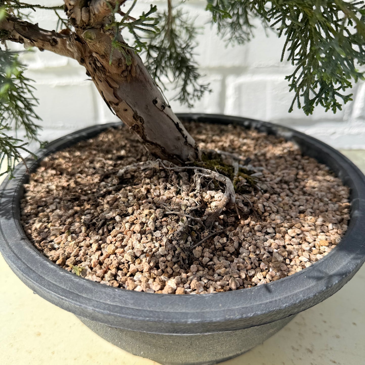 Jeneverbes Bonsai (Juniperus Chinensis Kyushu) - 45 cm