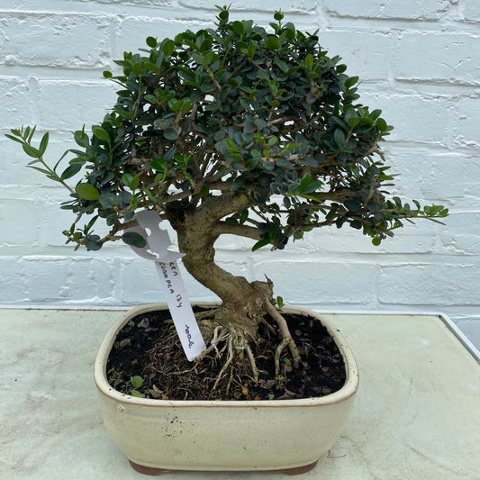 Olivier Européen (Olea Europea) - 13 ans