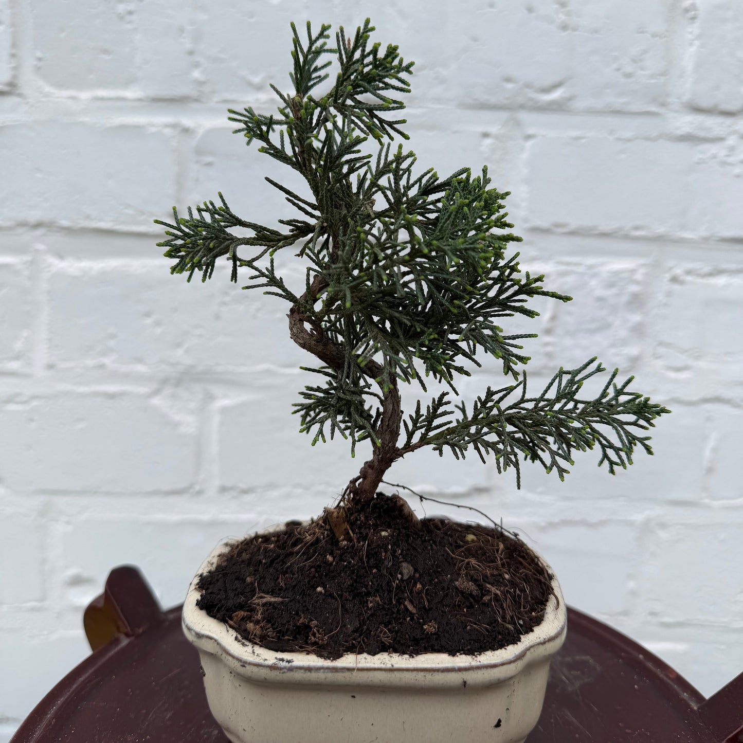 Bonsaï Jeneverbes (Juniperus Chinensis) - 17 cm