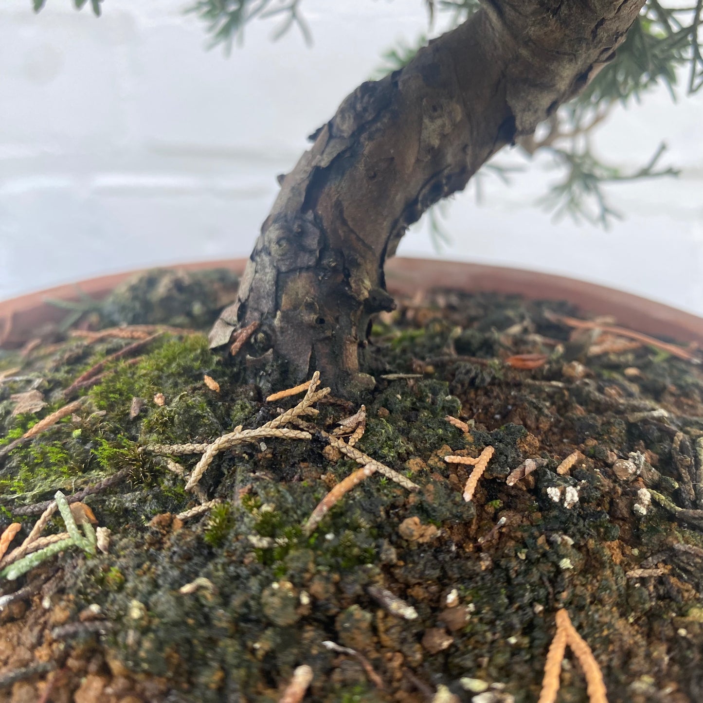 Bonsaï Jeneverbes (Juniperus Chinensis) - 20 cm
