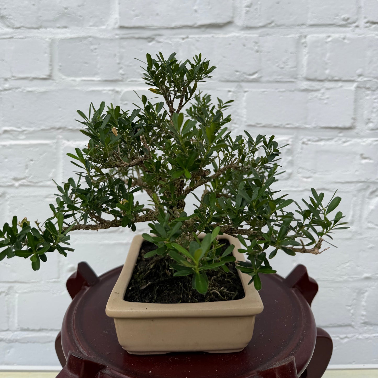Bonsaï Malus - 23 cm