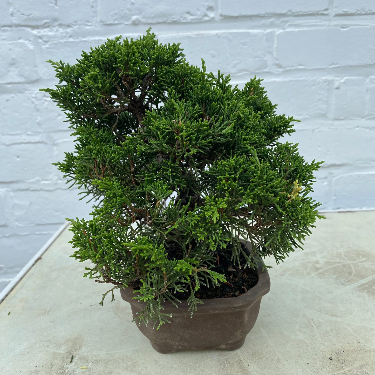 Bonsaï Jeneverbes (Juniperus Chinensis) - 20 cm