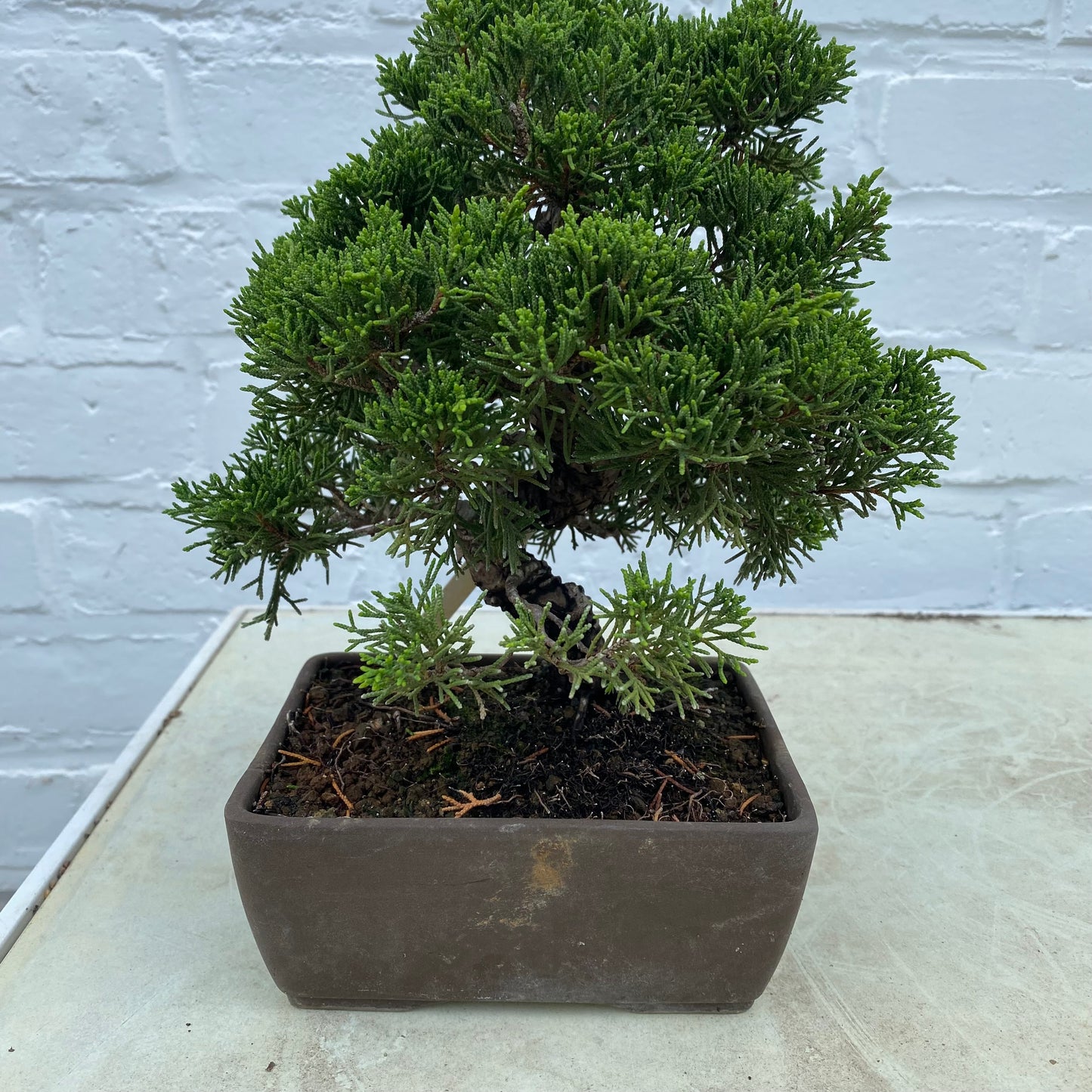 Bonsaï Genévrier (Juniperus Itoigawa) 17 ans - 21 cm