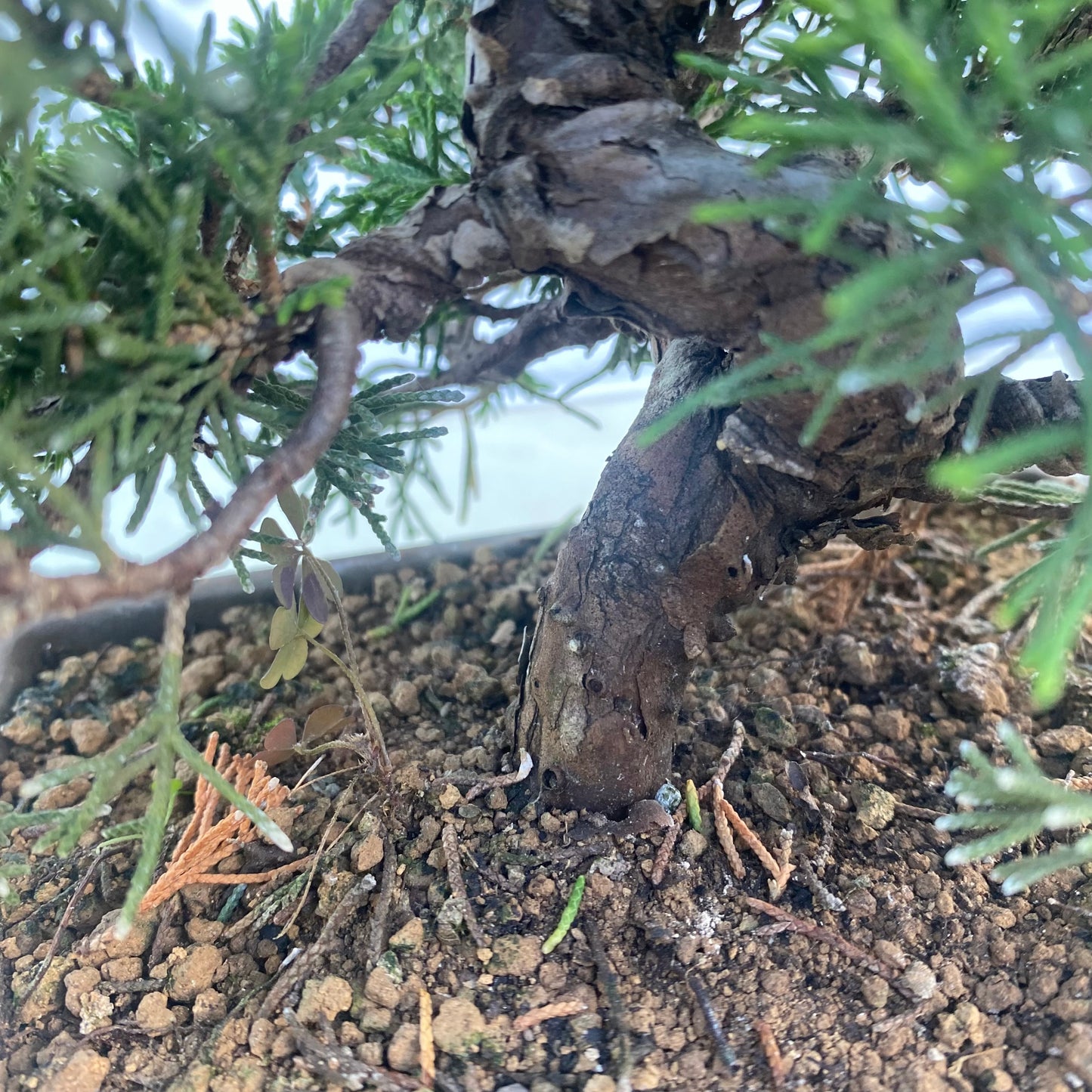 Bonsaï Jeneverbes (Juniperus Chinensis) - 20 cm