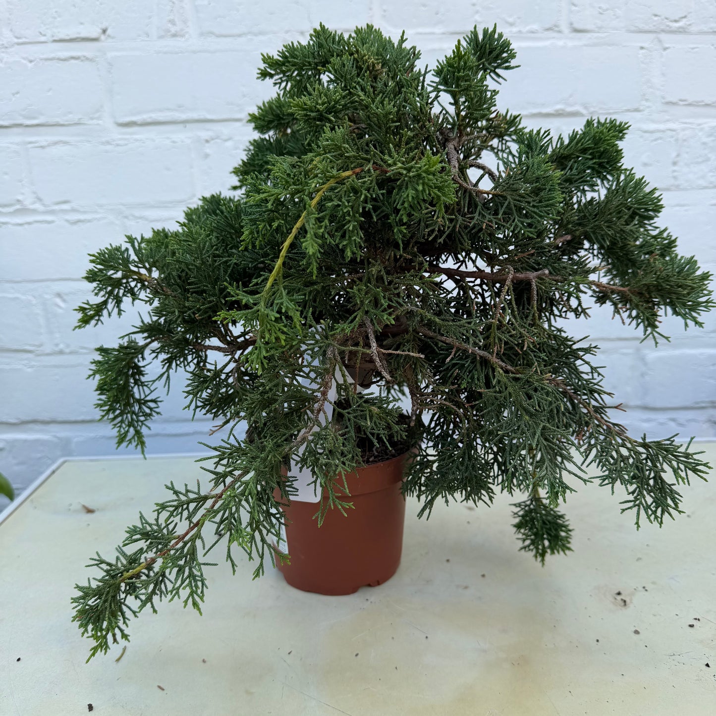 Juniperus Chinensis Kyushu - 26 cm