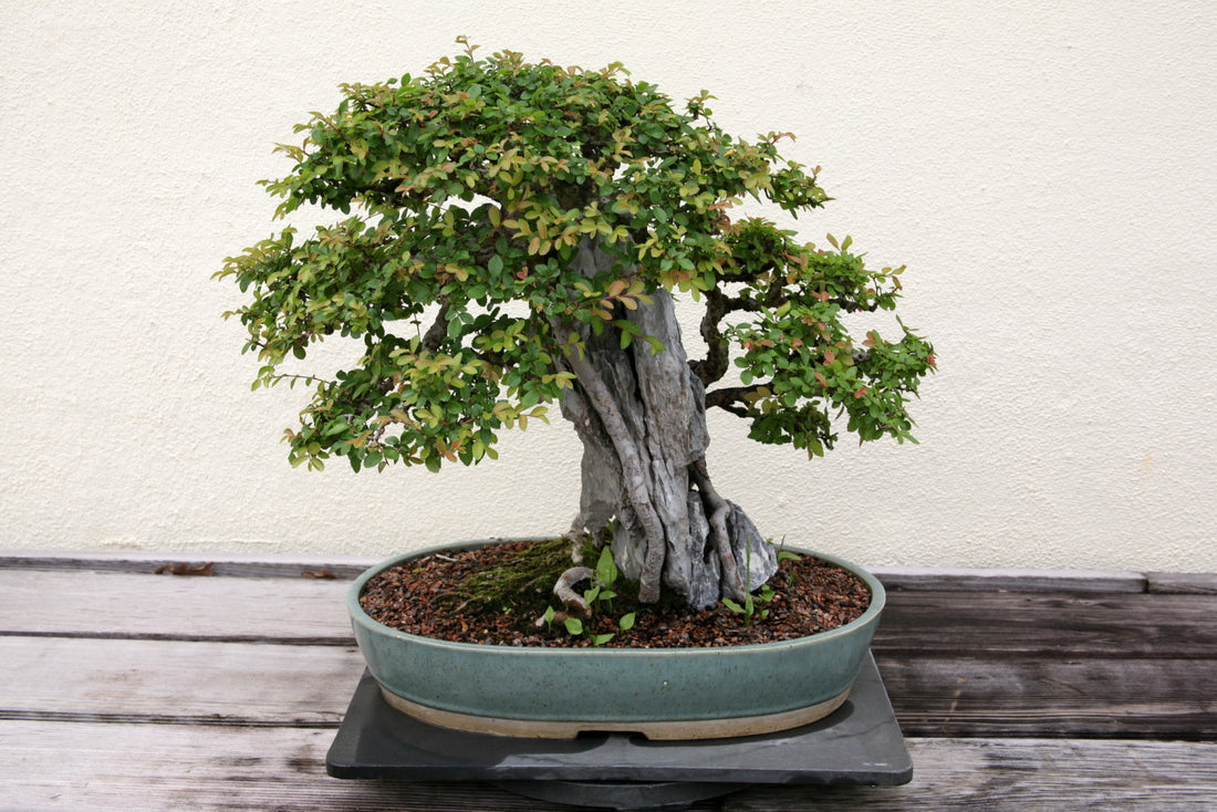 Fiche entretien : Orme de Chine (Ulmus parvifolia)