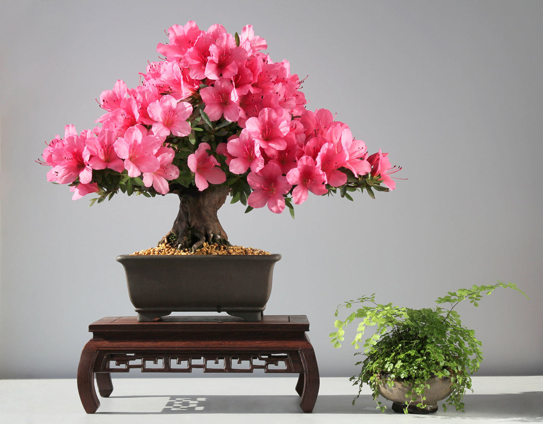Comment profiter le plus longtemps possible des fleurs de vos bonsaïs azalées ?