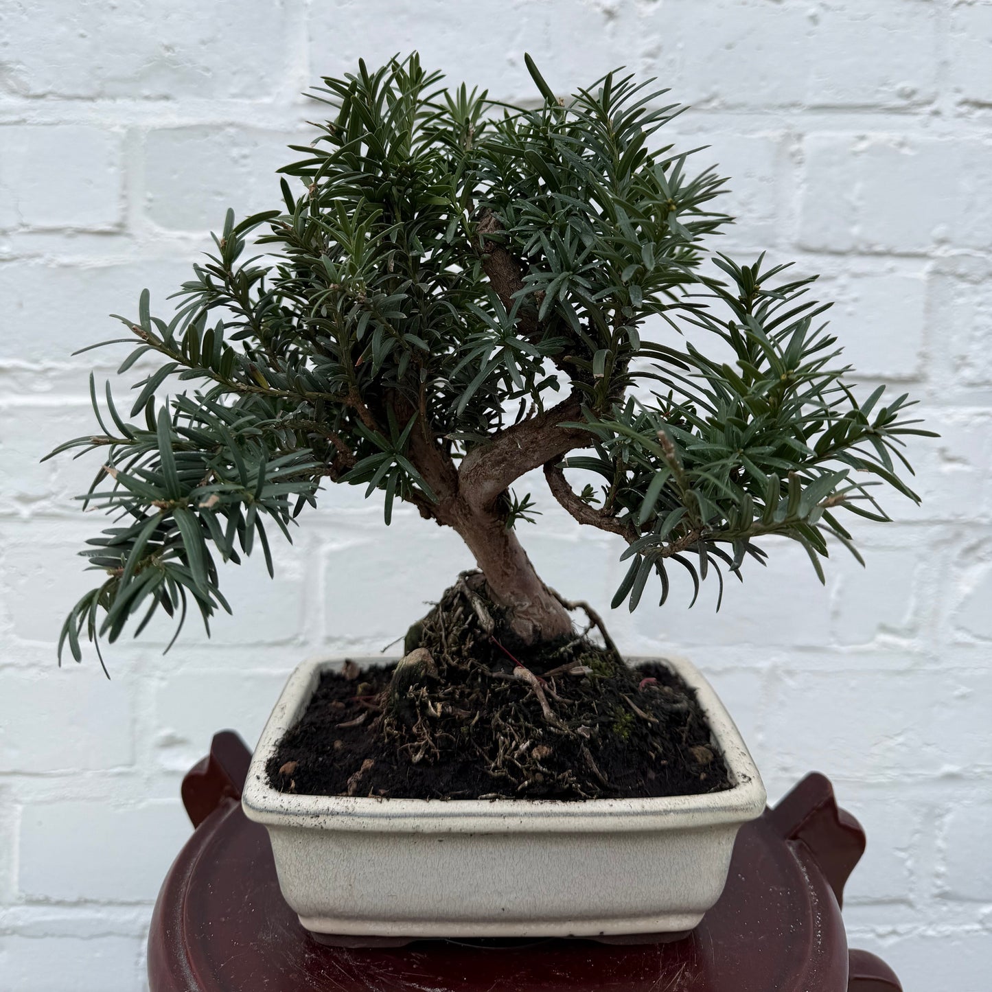 Taxus media bonsaï (If commun) - 23 cm