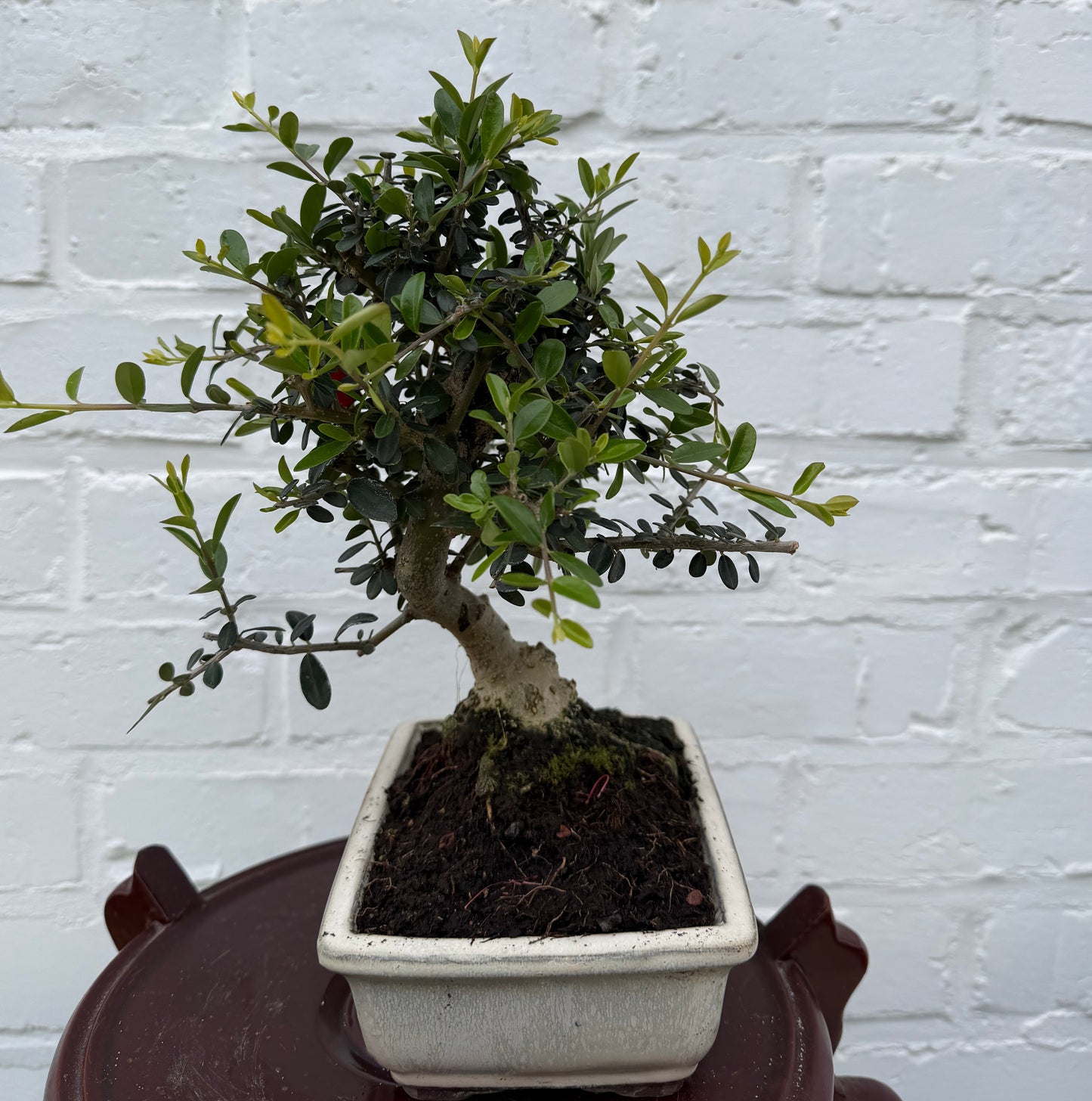 Europese olijfboom (Olea Europea) - 8 jaar oud