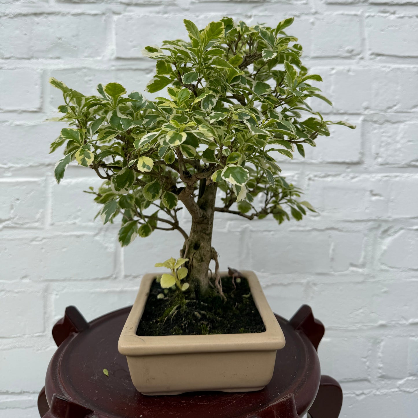 Bonsaï Durantha Repens Variegata  10 ans