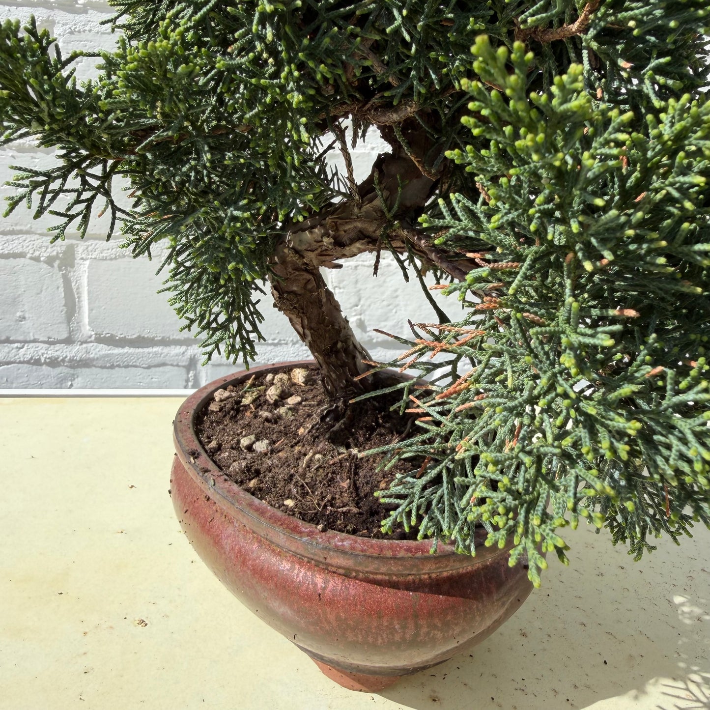 Jeneverbes Bonsai (Juniperus Chinensis Kyushu) - 25 cm