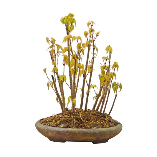Bonsaï Bos Drietand Esdoorn (Acer Buergerianum) - 25  cm