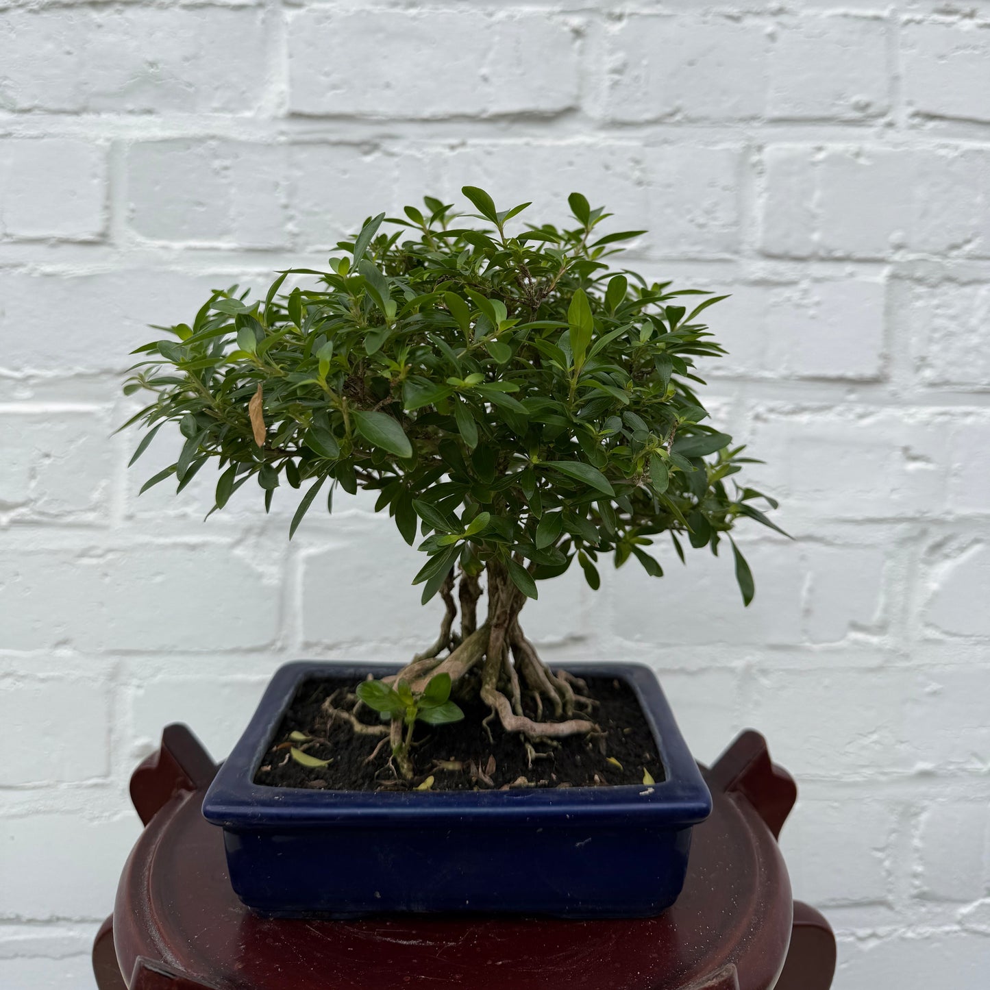 Bonsaï Serissa Phoetida 10 ans