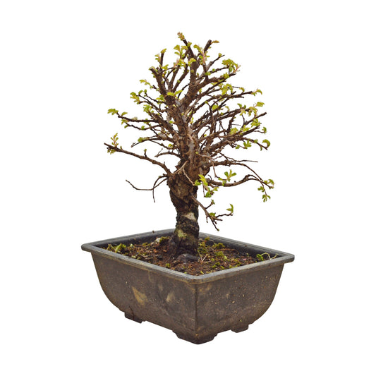 Bonsaï Shohin Ulmus Japonica (Iep) - 16 cm