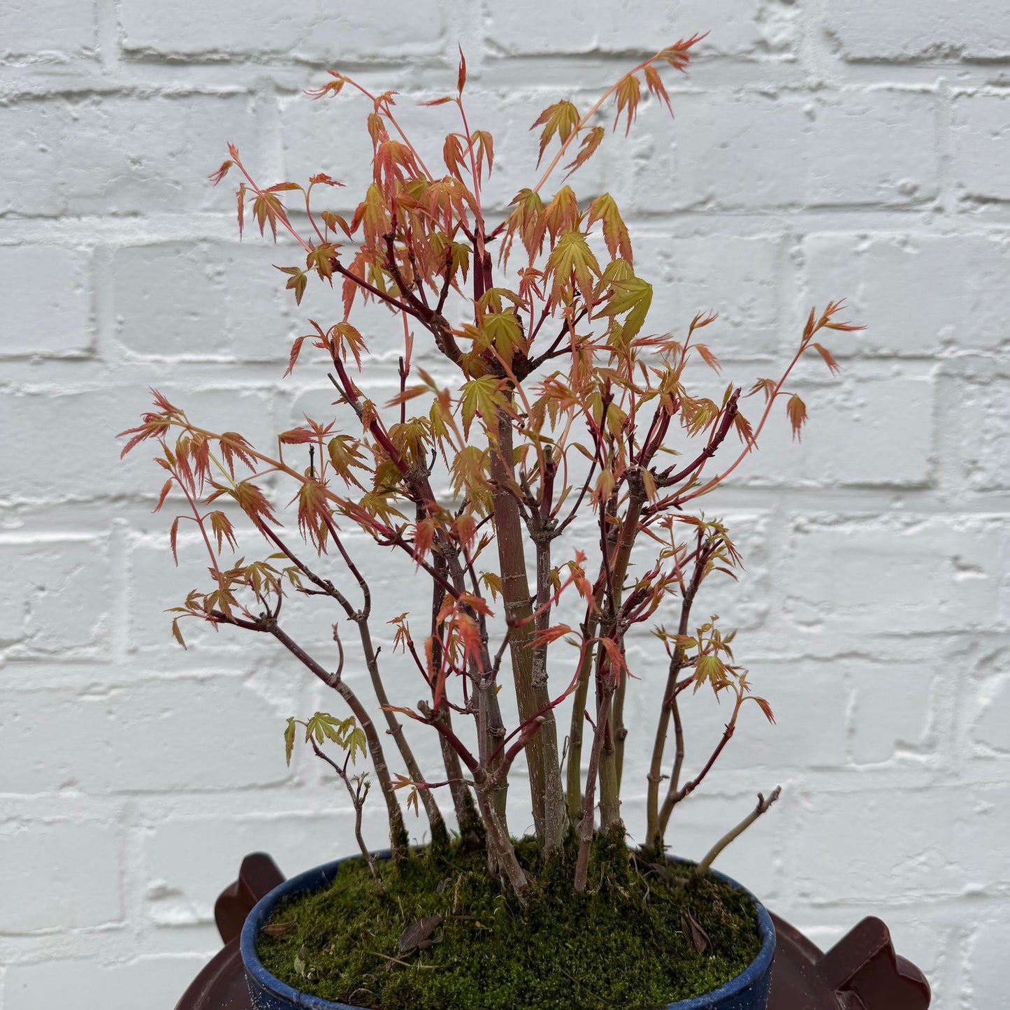 Japanse esdoorn (Acer palmatum Yamamomiji) - 25 cm