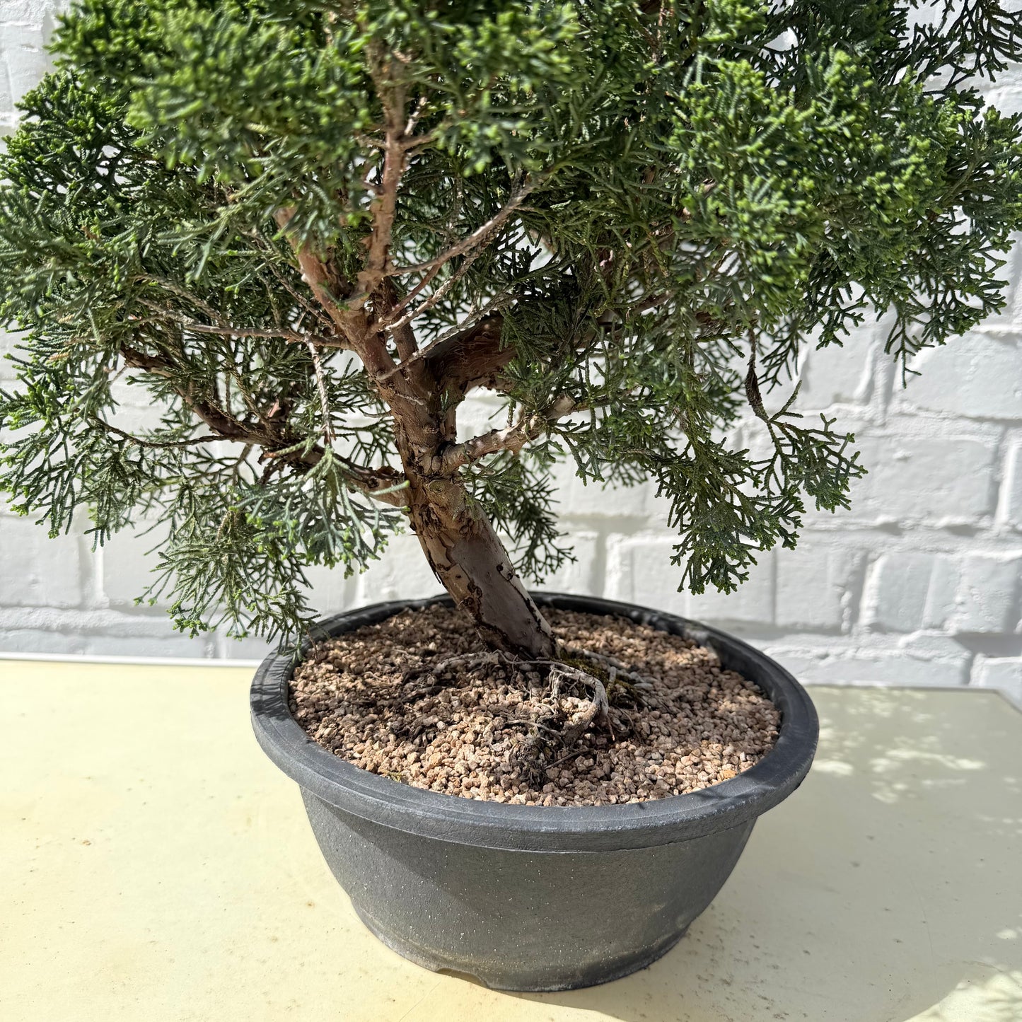 Jeneverbes Bonsai (Juniperus Chinensis Kyushu) - 45 cm