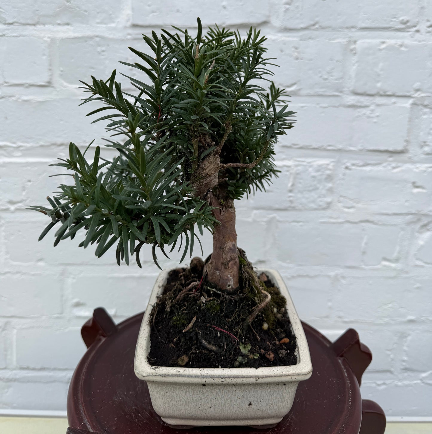 Taxus media bonsaï (If commun) - 23 cm