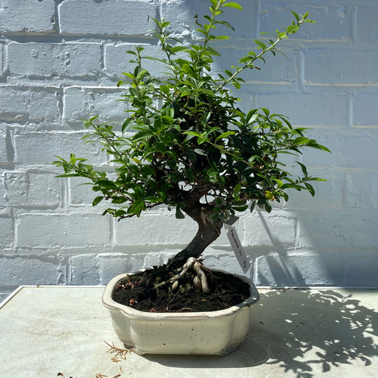 Bonsaï Pyracantha 10ans - 30 cm