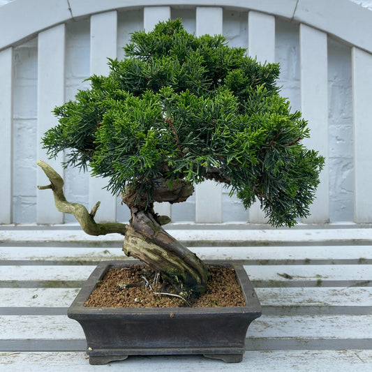 Bonsaï Jeneverbes (Juniperus Itoigawa)