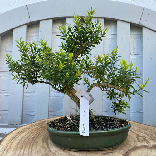 Bonsaï Buxus - 25cm
