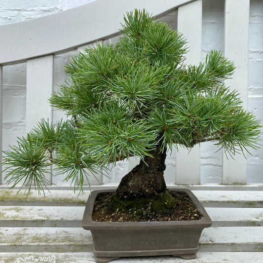 Bonsaï Pinus Pentaphylla Shohin – 24 cm