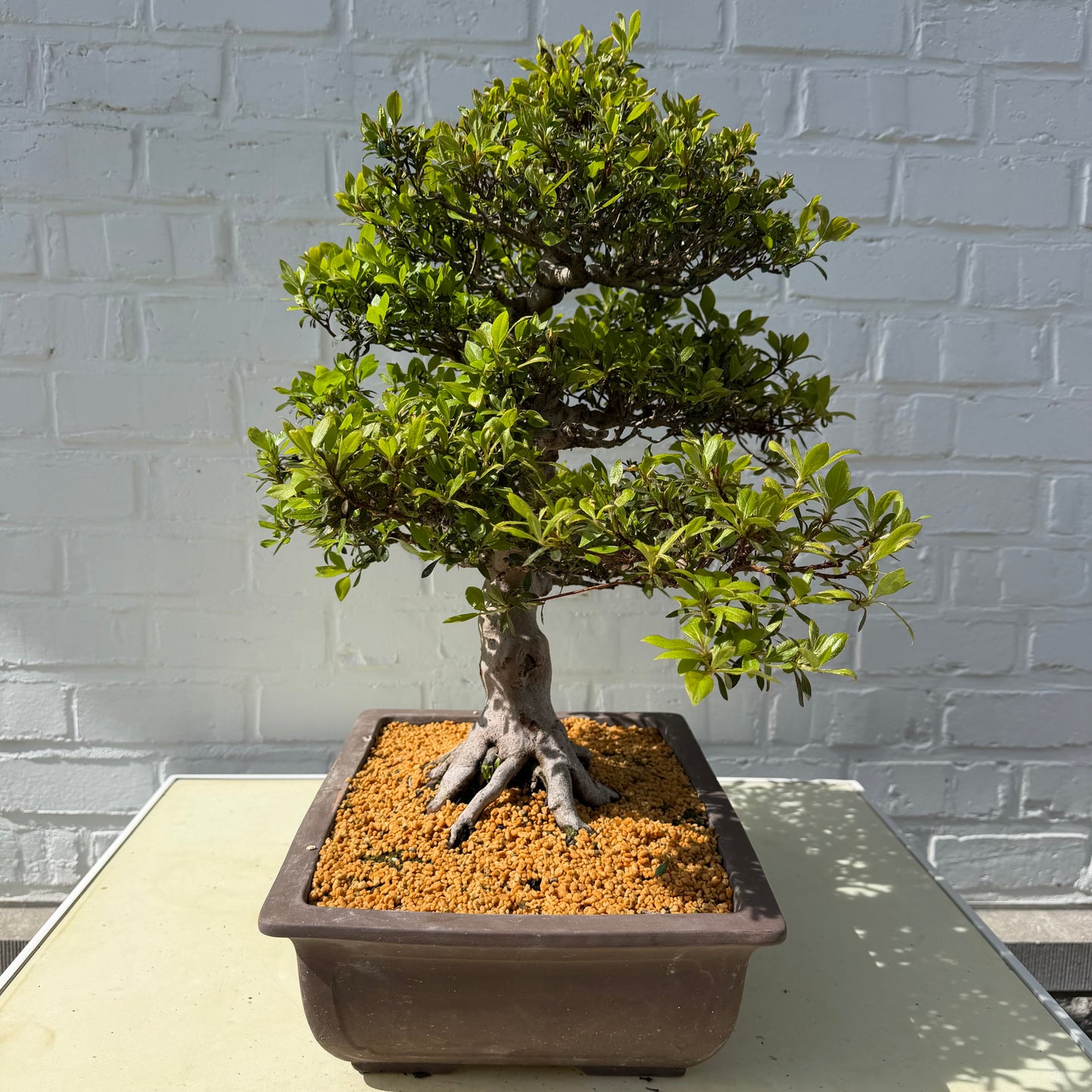 Satsuki Azalea Bonsai (Syouhounohikari) – 50 cm