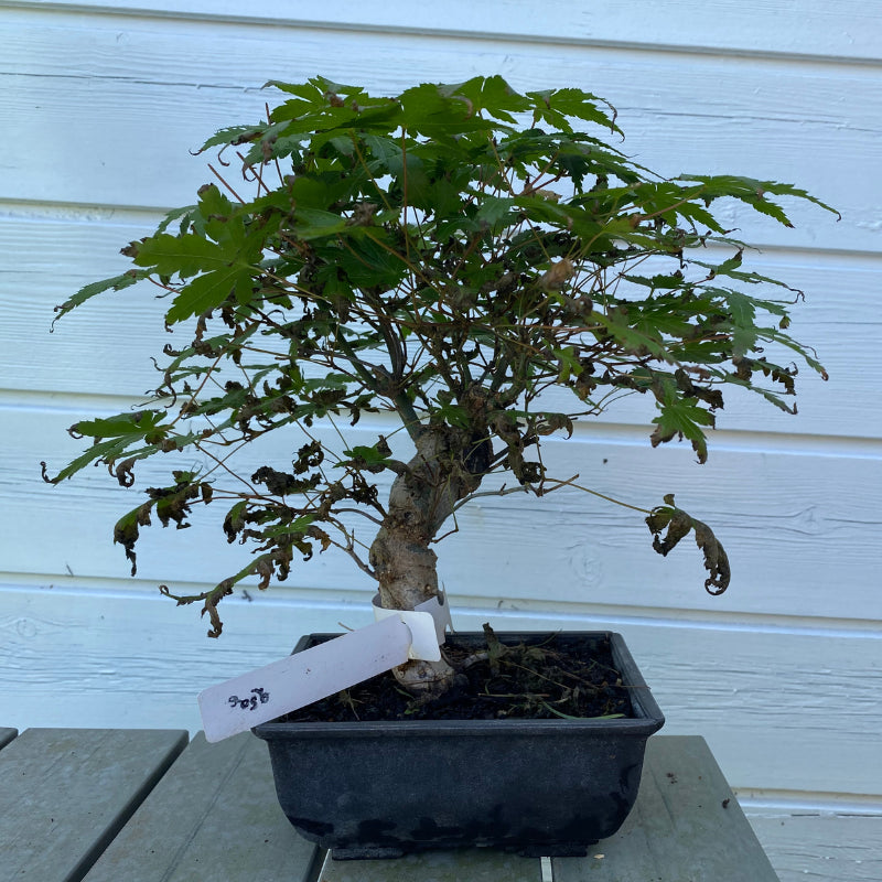 Bonsaï Erable Japonnais Deshojo (Acer palmatum Deshojo) - 24 cm