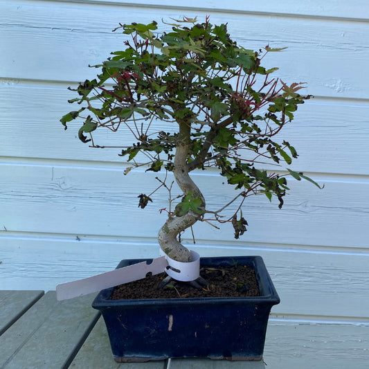 Bonsai Japanse Deshojo Esdoorn (Acer Palmatum Deshojo  ) - 25 cm