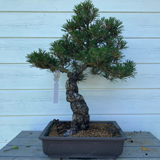 copy of Bonsai Japanse Zwarte Den (Pinus Thunbergii) –  39 cm