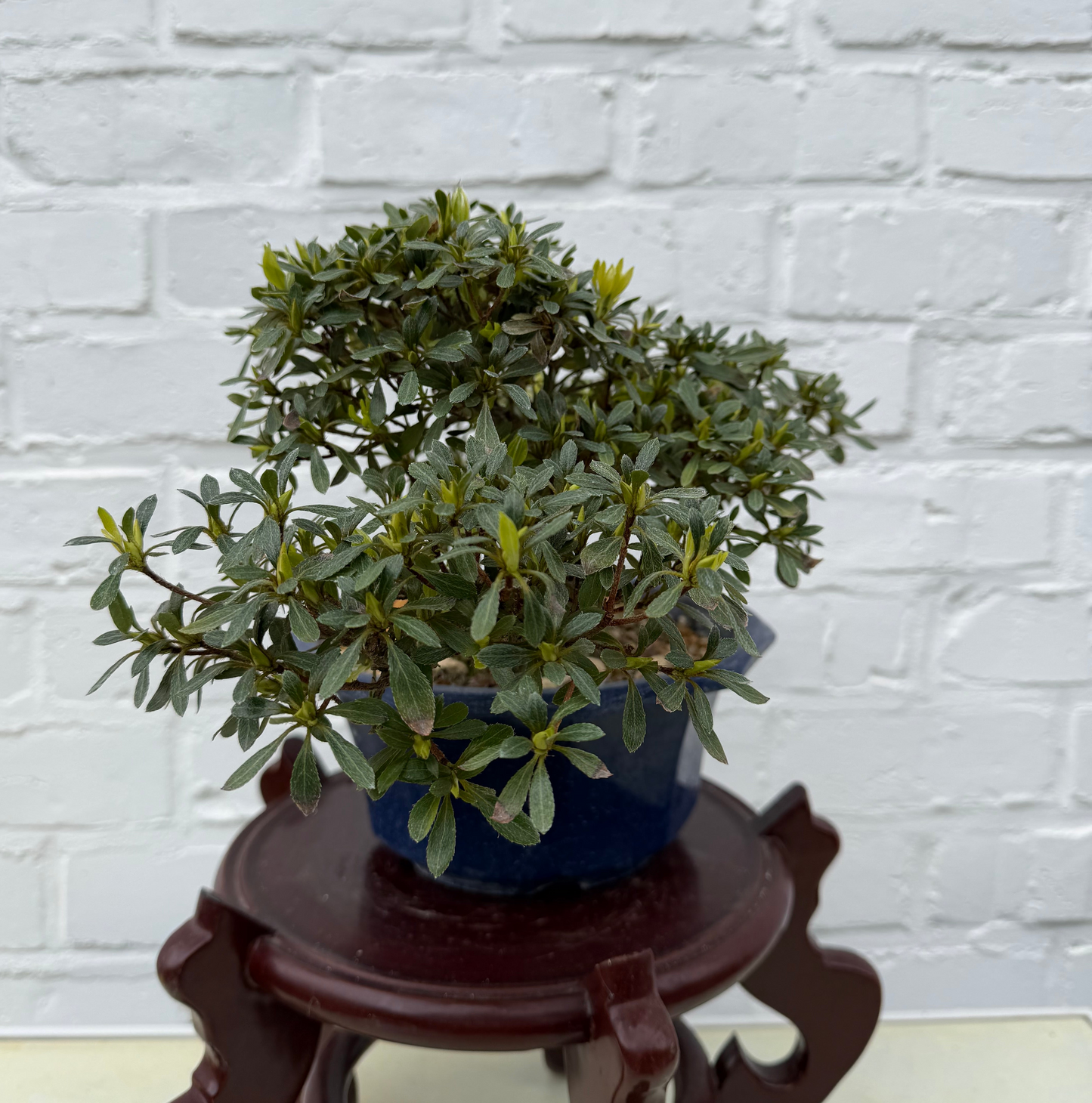 Azalea Satsuki Bonsai (Hakutsuru) - 17 cm